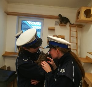 funkcjonariuszki tulące kota
